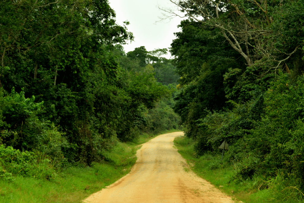 The Budongo Forest - natuxtours